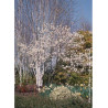 AMELANCHIER lamarckii (Amélanchier de Lamarck, néflier des rochers)