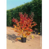 AMELANCHIER lamarckii