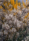 amelanchier-de-lamarck-amelanchier-lamarckii-2.jpg