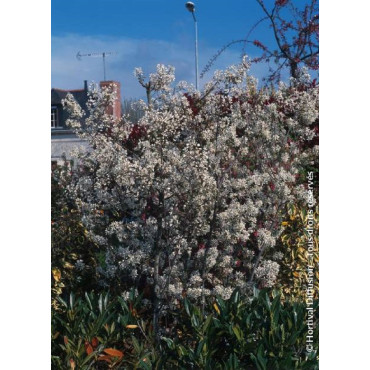 AMELANCHIER lamarckii (Amélanchier de Lamarck, néflier des rochers)