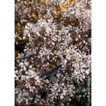 AMELANCHIER lamarckii (Amélanchier de Lamarck, néflier des rochers)