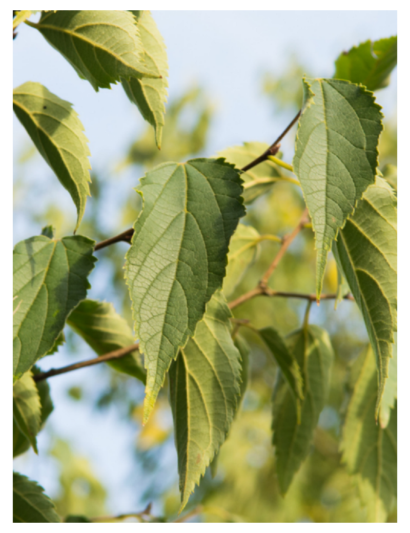 CELTIS australis (Micocoulier de Provence)