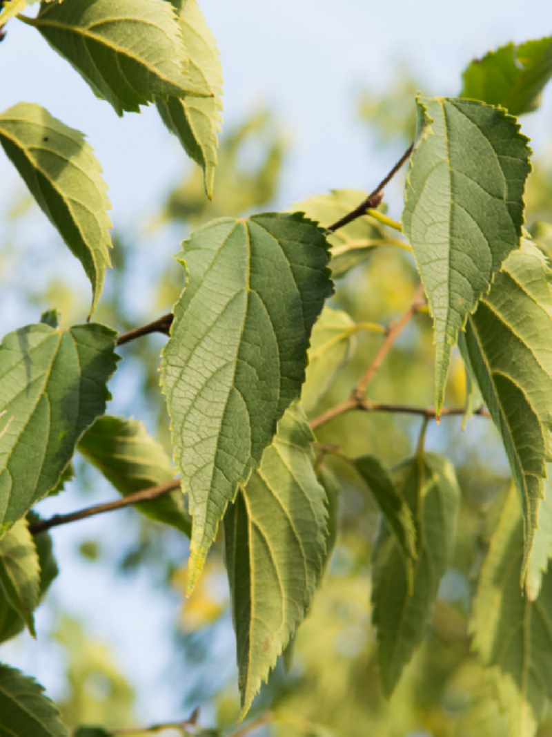 CELTIS australis