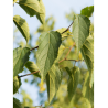 CELTIS australis (Micocoulier de Provence)