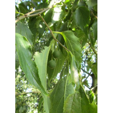 CELTIS australis (Micocoulier de Provence)