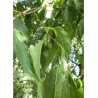 CELTIS australis (Micocoulier de Provence)