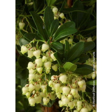 ARBUTUS unedo (Arbousier ou Arbre aux fraises)