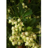 ARBUTUS unedo (Arbousier ou Arbre aux fraises)