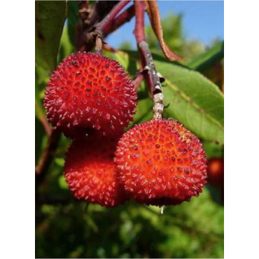 ARBUTUS unedo (Arbousier ou Arbre aux fraises)