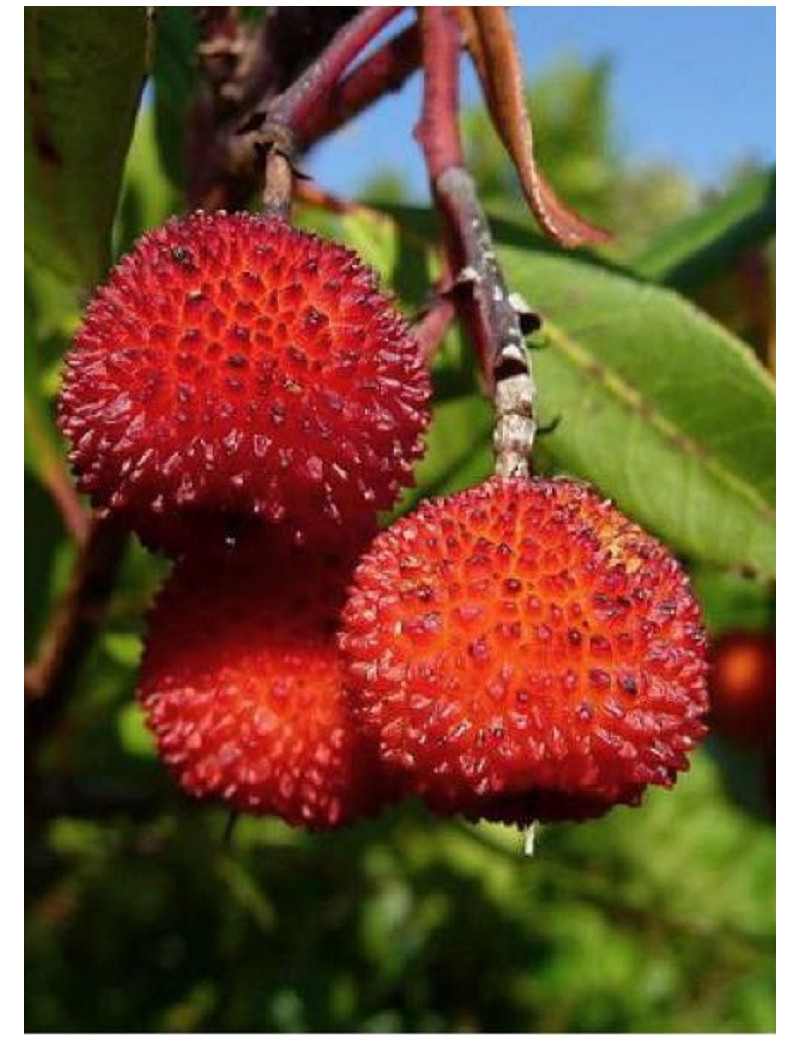 ARBUTUS unedo (Arbousier ou Arbre aux fraises)