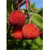 ARBUTUS unedo (Arbousier ou Arbre aux fraises)