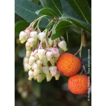 ARBUTUS unedo ATLANTIC (Arbousier, arbre aux fraises)