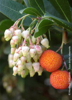 ARBUTUS unedo ATLANTIC