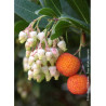 ARBUTUS unedo ATLANTIC (Arbousier, arbre aux fraises)