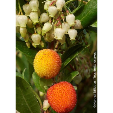 ARBUTUS unedo ATLANTIC (Arbousier, arbre aux fraises)