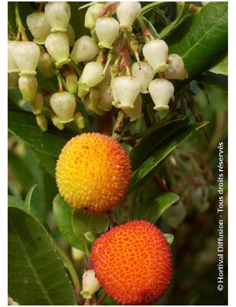 ARBUTUS unedo ATLANTIC (Arbousier, arbre aux fraises)