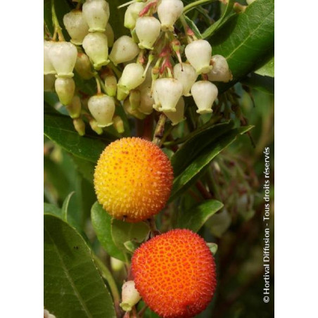 ARBUTUS unedo ATLANTIC (Arbousier, arbre aux fraises)