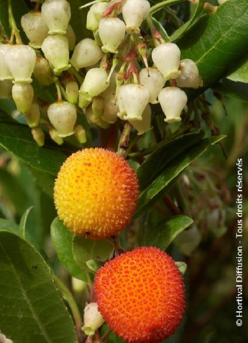 arbousier-atlantic-arbutus-unedo-atlantic.jpg