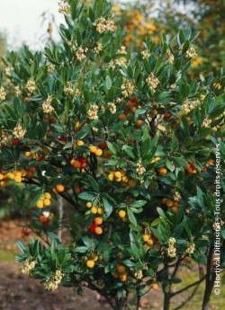 arbousier-atlantic-arbutus-unedo-atlantic-2.jpg
