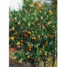 ARBUTUS unedo ATLANTIC