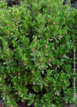 arbousier-atlantic-arbutus-unedo-atlantic-3.jpg