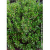 ARBUTUS unedo ATLANTIC
