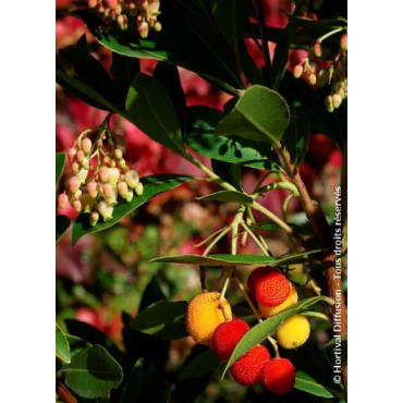 ARBUTUS unedo ROSELILY® (Arbousier, arbre aux fraises)