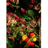 ARBUTUS unedo ROSELILY® (Arbousier, arbre aux fraises)