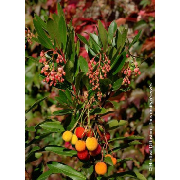 ARBUTUS unedo ROSELILY® (Arbousier, arbre aux fraises)