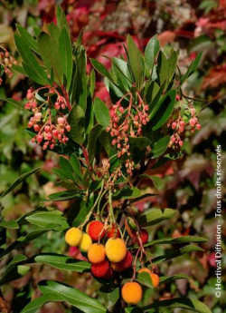 arbousier-roselily-arbutus-unedo-roselily-2.jpg