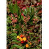 ARBUTUS unedo ROSELILY® (Arbousier, arbre aux fraises)