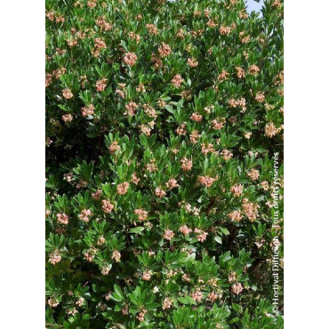 ARBUTUS unedo ROSELILY® (Arbousier, arbre aux fraises)