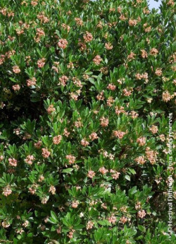 arbousier-roselily-arbutus-unedo-roselily-3.jpg