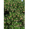 ARBUTUS unedo ROSELILY® (Arbousier, arbre aux fraises)