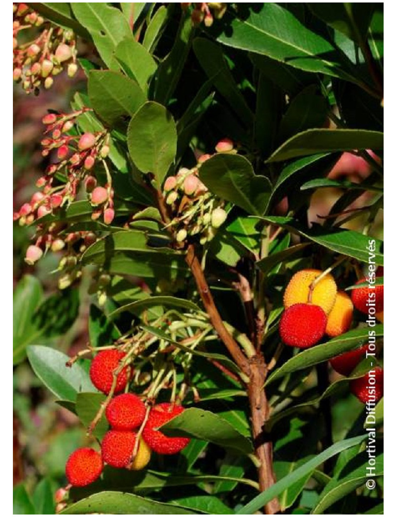 ARBUTUS unedo ROSELILY® (Arbousier, arbre aux fraises)