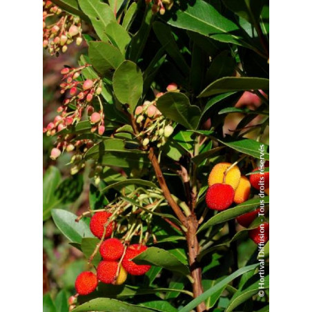 ARBUTUS unedo ROSELILY® (Arbousier, arbre aux fraises)