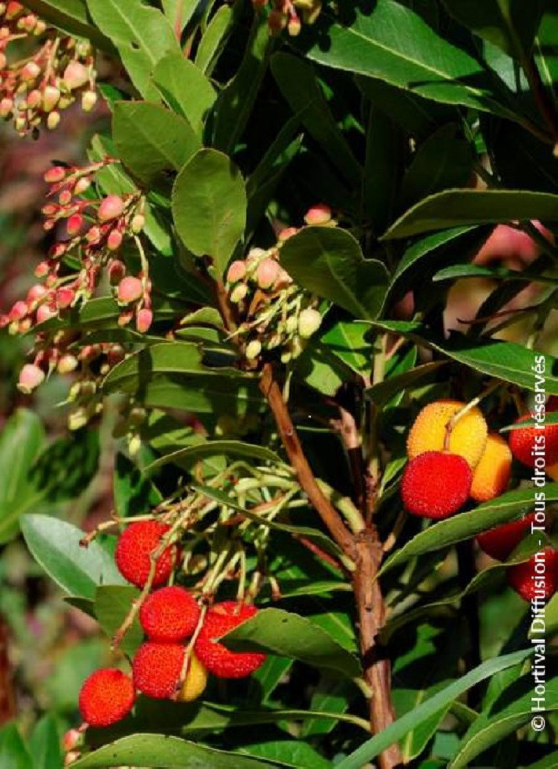 arbousier-roselily-arbutus-unedo-roselily.jpg