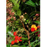 ARBUTUS unedo ROSELILY® (Arbousier, arbre aux fraises)