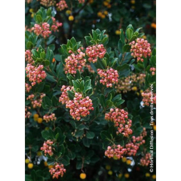 ARBUTUS unedo RUBRA (Arbousier, arbre aux fraises)