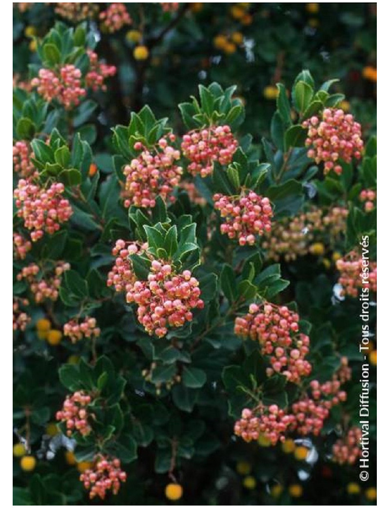 ARBUTUS unedo RUBRA (Arbousier, arbre aux fraises)