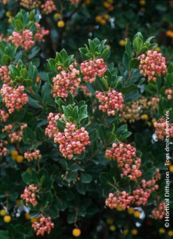 arbousier-rouge-arbutus-unedo-rubra.jpg