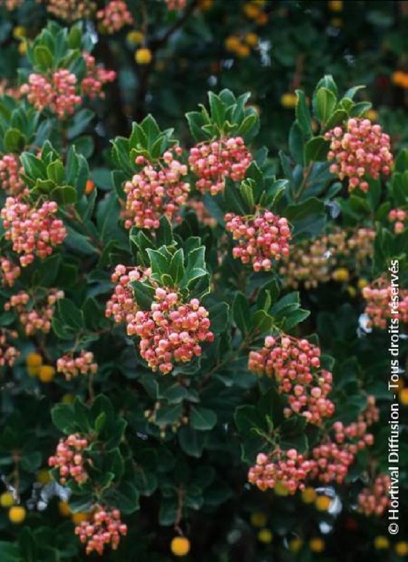 arbousier-rouge-arbutus-unedo-rubra.jpg