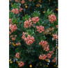 ARBUTUS unedo RUBRA