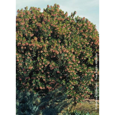 ARBUTUS unedo RUBRA (Arbousier, arbre aux fraises)