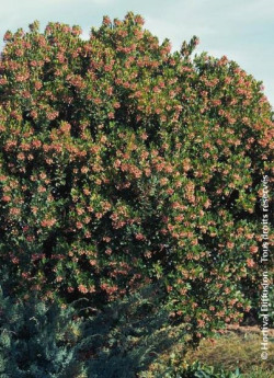 arbousier-rouge-arbutus-unedo-rubra-1.jpg