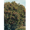 ARBUTUS unedo RUBRA (Arbousier, arbre aux fraises)