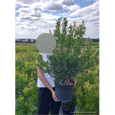 ARBUTUS unedo RUBRA En pot de 10-12 litres buisson hauteur 060-080 cm