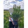 ARBUTUS unedo RUBRA En pot de 10-12 litres buisson hauteur 060-080 cm