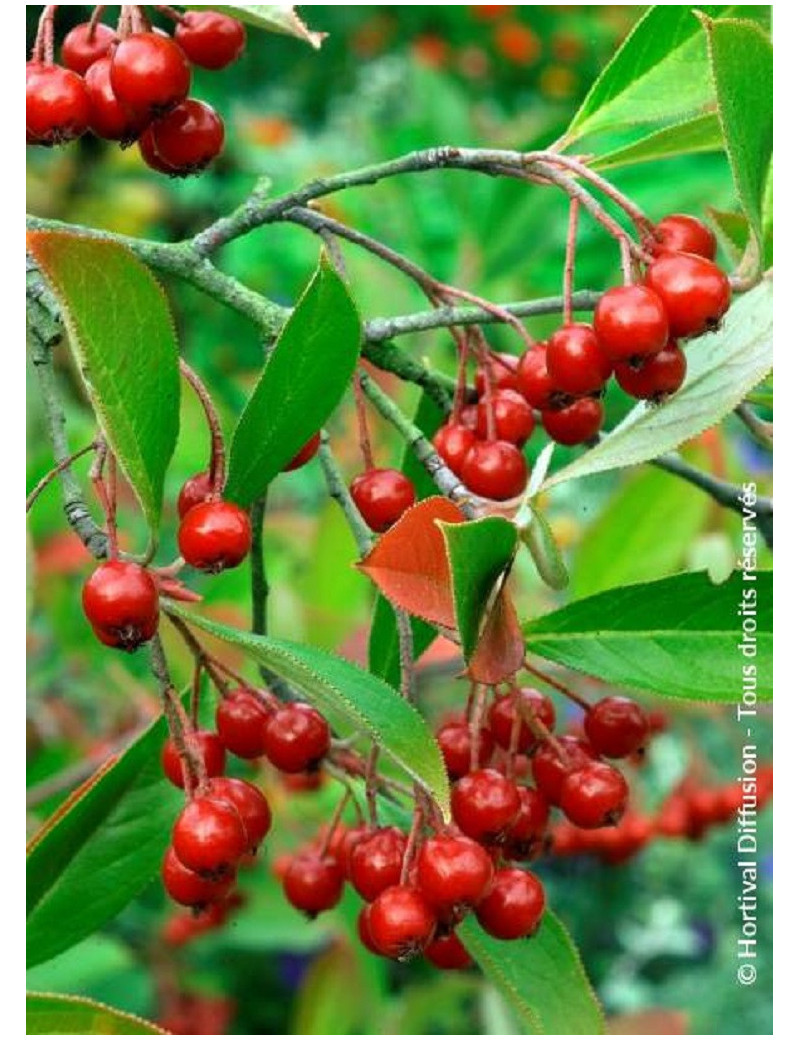 ARONIA arbutifolia BRILLIANT (Aronie à feuilles d'arbousier Brilliant)