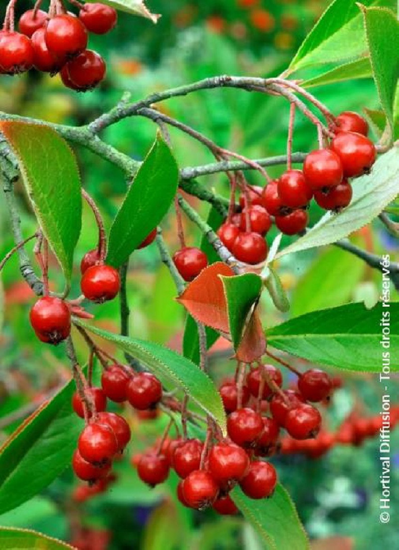 aronie-a-feuilles-darbousier-brilliant-aronia-arbutifolia-brilliant.jpg